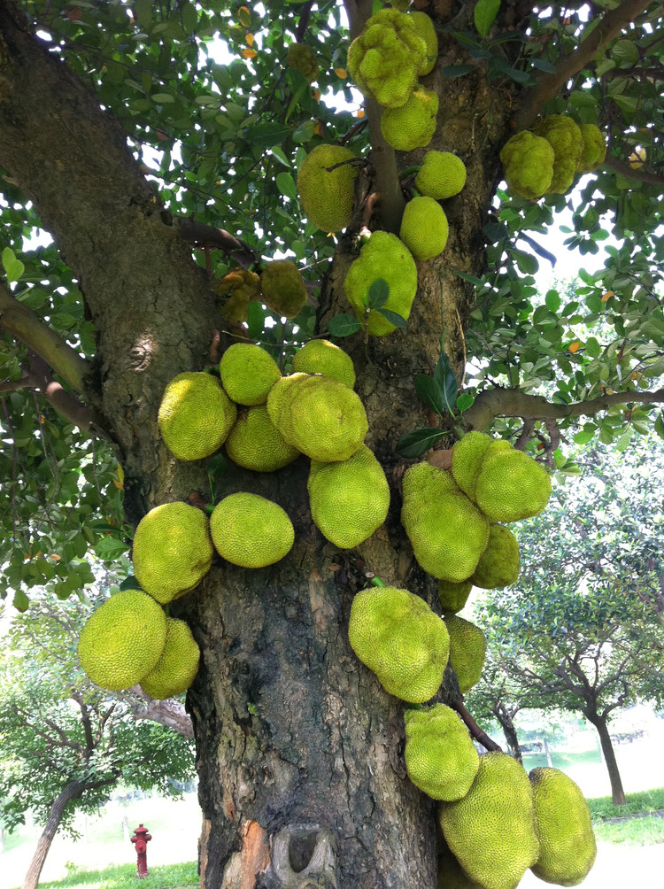 2011年07月22日 - 小鱼滋味 - 小鱼滋味