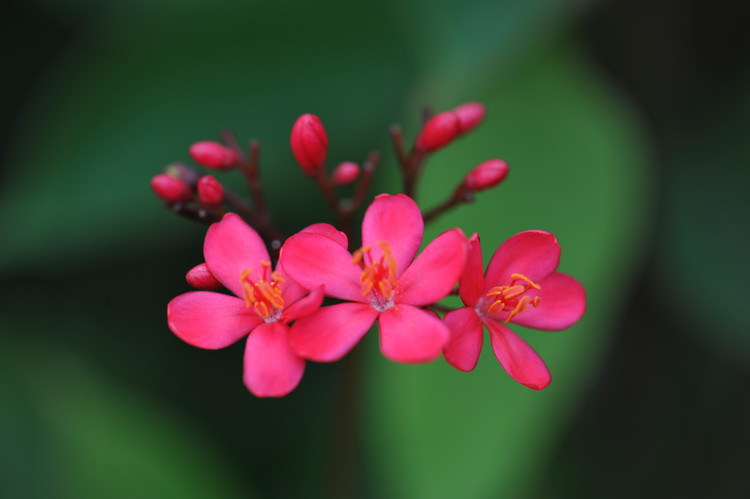 平峦山公园的花儿 - 小鱼滋味 - 小鱼滋味