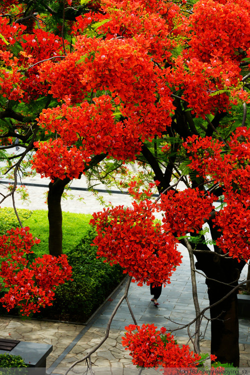 花开时节动鹏城 - 小鱼滋味 - 小鱼滋味