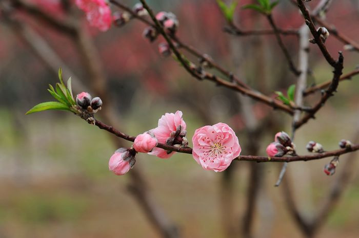 桃花依旧笑春风 - 小鱼滋味 - 小鱼滋味