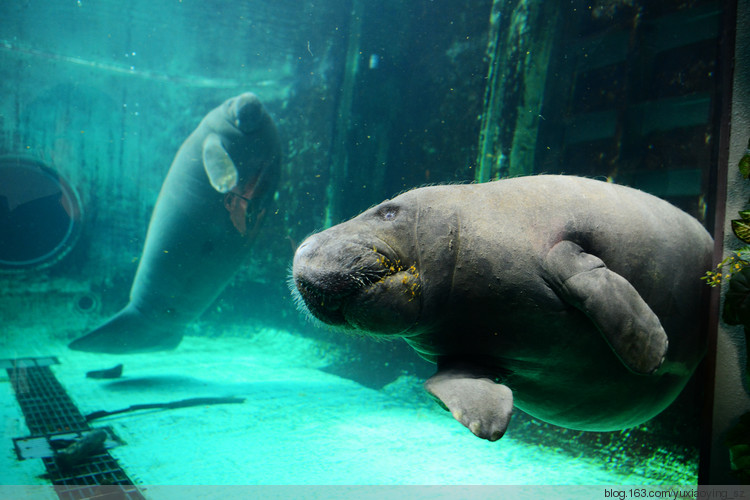 【二入瀛洲】 冲绳岛一天，游万座毛、古宇利大桥、水族馆，吃美味豚肉 - 小鱼滋味 - 小鱼滋味