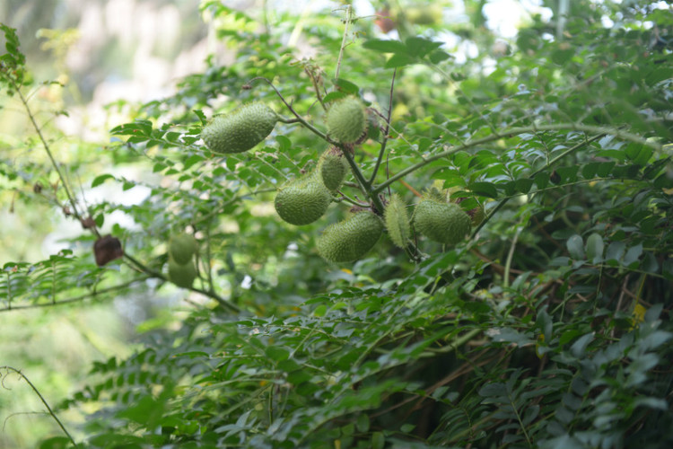 【香港】 南丫岛上的光棍节 - 小鱼滋味 - 小鱼滋味