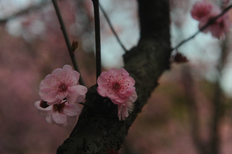 【无锡之春】 梅，洒落的花瓣雨 - 小鱼滋味 - 小鱼滋味