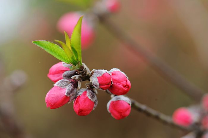 桃花依旧笑春风 - 小鱼滋味 - 小鱼滋味