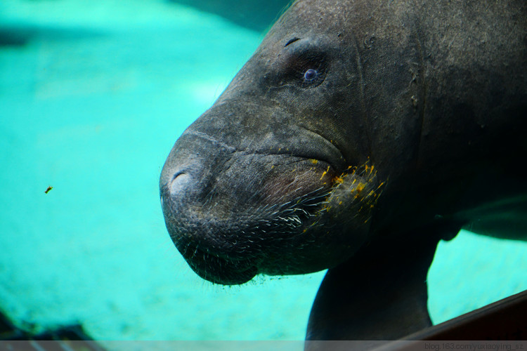 【二入瀛洲】 冲绳岛一天，游万座毛、古宇利大桥、水族馆，吃美味豚肉 - 小鱼滋味 - 小鱼滋味