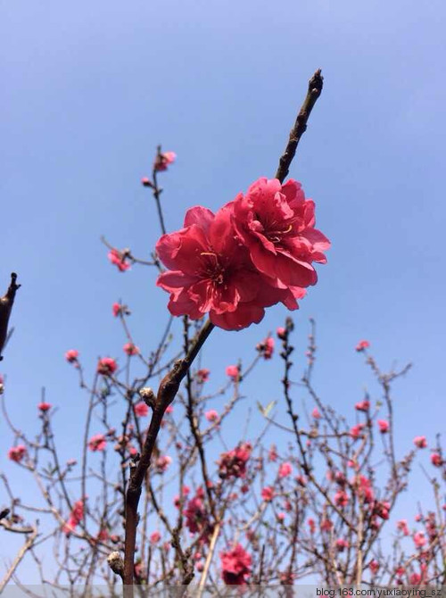 【东莞 · 松山湖】大年初一赏桃花，甲午新春春来早 - 小鱼滋味 - 小鱼滋味