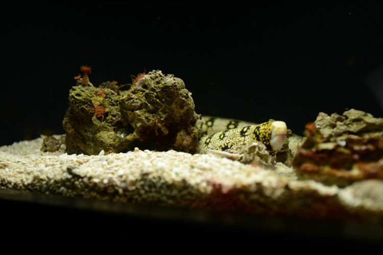 【走路去纽约】D7 马里兰州巴尔的摩,参观巴尔的摩水族馆及沃尔特斯艺术博物馆 - 小鱼滋味 - 小鱼滋味 【走路去纽约】D7 马里兰州巴尔的摩,参观巴尔的摩水族馆及沃尔特斯艺术博物馆 - 小鱼滋味 - 小鱼滋味