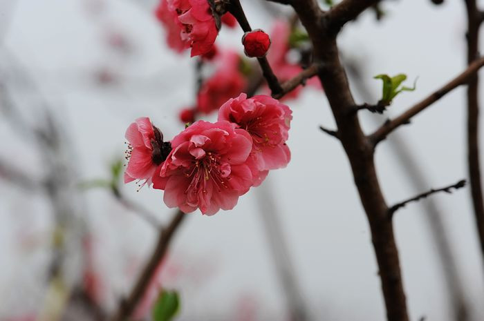 桃花依旧笑春风 - 小鱼滋味 - 小鱼滋味