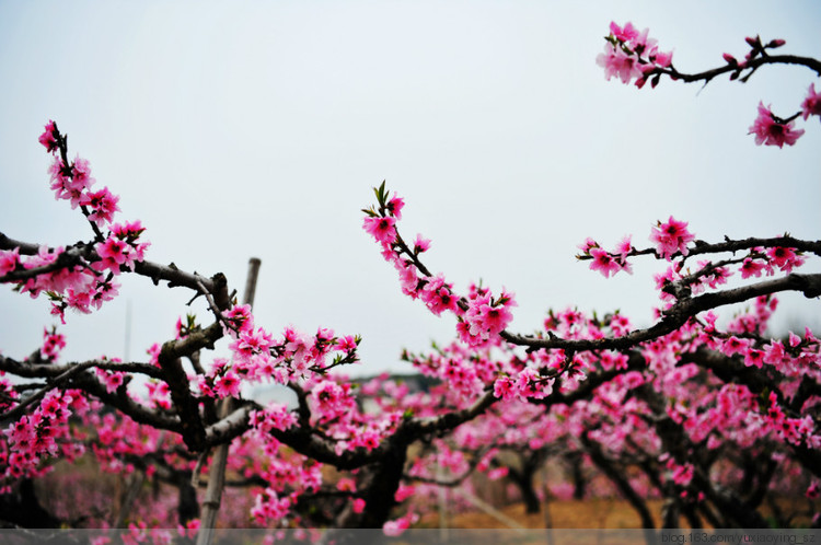 【无锡】阳山桃花 - 小鱼滋味 - 小鱼滋味