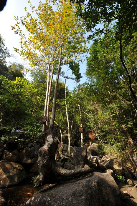 姑婆山 - 小鱼滋味 - 小鱼滋味