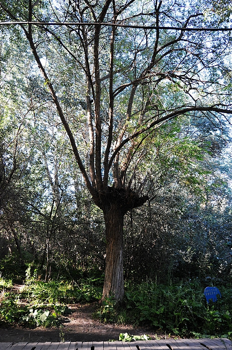 在那遥远的地方（之十 库车老城－库车王府－大清真寺－天山神木园－阿克苏） - 小鱼滋味 - 小鱼滋味