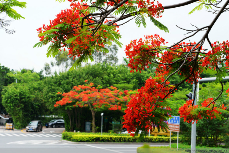 花开时节动鹏城 - 小鱼滋味 - 小鱼滋味 花开时节动鹏城 - 小鱼滋味 - 小鱼滋味