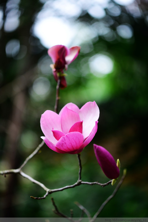 【深圳 · 中心公园】 春天里，百花香 - 小鱼滋味 - 小鱼滋味